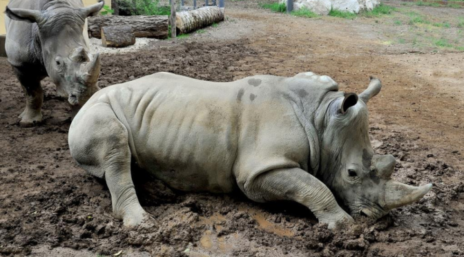 Il Bioparco di Roma accoglie due rinoceronti bianchi