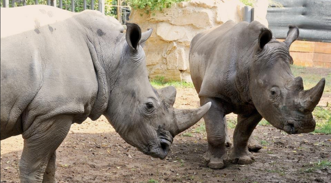 Week End con i Rinoceronti al Bioparco di Roma