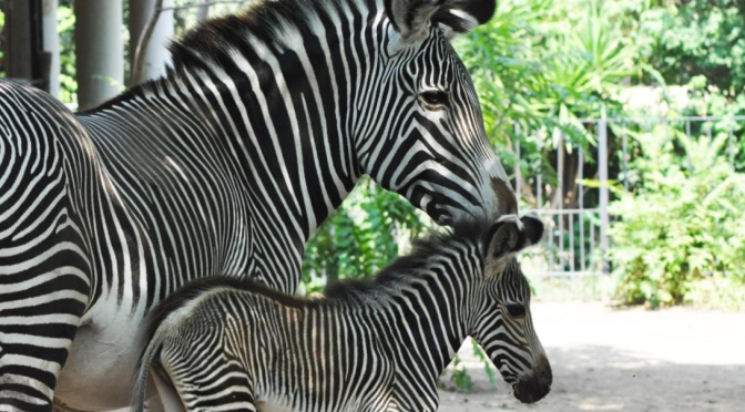 Al Bioparco è nata una Zebra Reale, la specie più minacciata fra le zebre